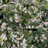 LOW SCAPE MOUND aronia shrub in a container