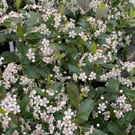 LOW SCAPE MOUND aronia shrub in a container
