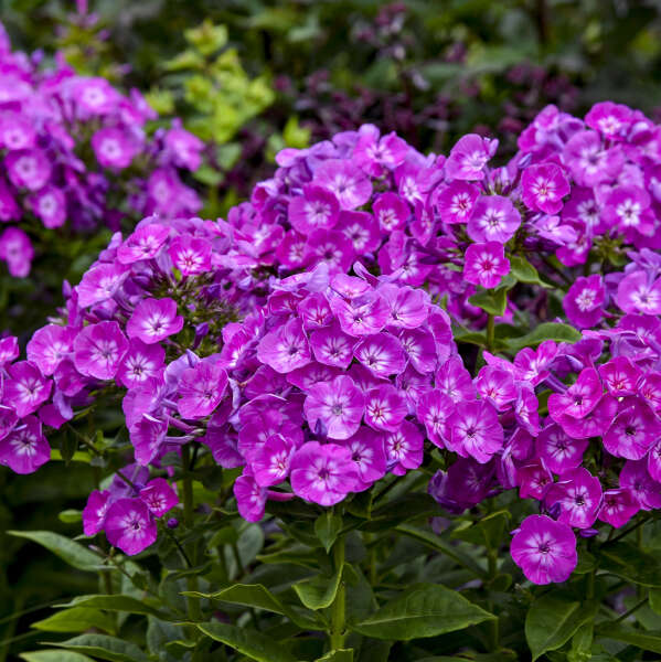 Pink phlox blooms in a garden girls collection plant in a pot