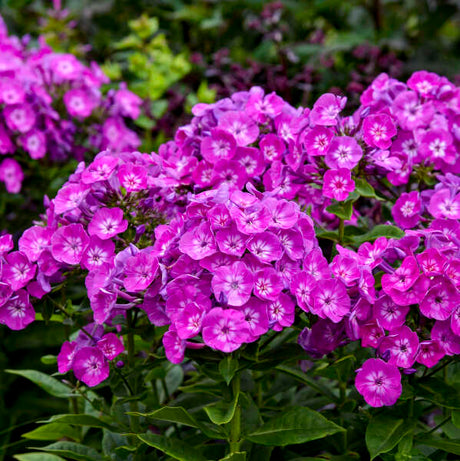 Pink phlox blooms in a garden girls collection plant in a pot