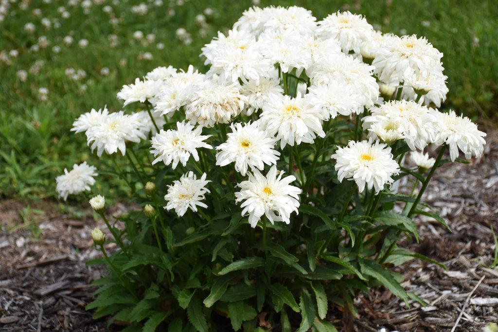 Amazing Daisies Marshmallow Shasta Daisy in bloom in a pot