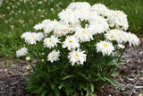 Amazing Daisies Marshmallow Shasta Daisy in bloom in a pot