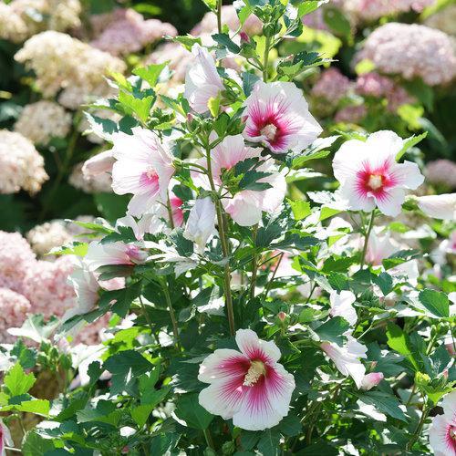 Pink Rose of Sharon shrub with glossy green leaves and blooms