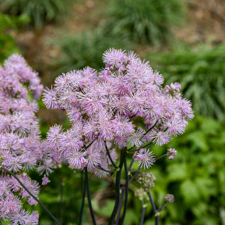 Thalictrum 'Cotton Candy' in bloom with airy pink flowers