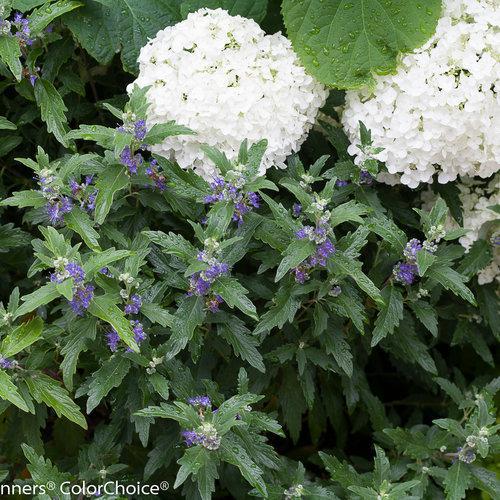 bluebeard plant Beyond Midnight® Bluebeard