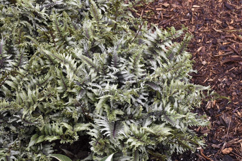 Crested Japanese painted fern in a nursery pot