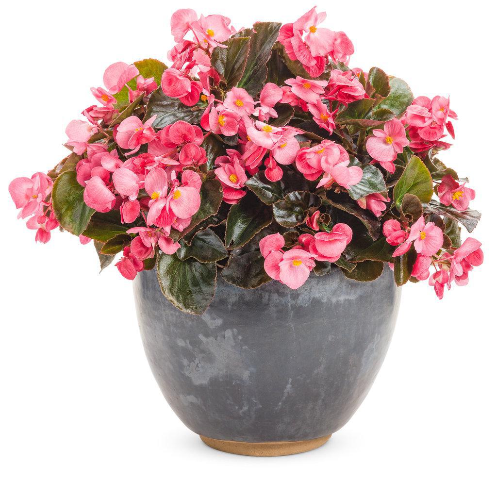 Surefire rose begonia with pink blooms in a pot
