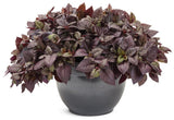Plum Dandy Alternanthera in a nursery pot