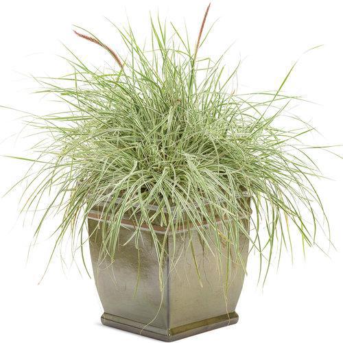 Graceful Grasses Sky Rocket fountain grass in a pot