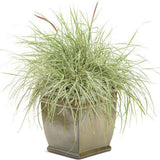 Graceful Grasses Sky Rocket fountain grass in a pot