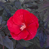 'Midnight Marvel' Hibiscus | Creekside Champions™