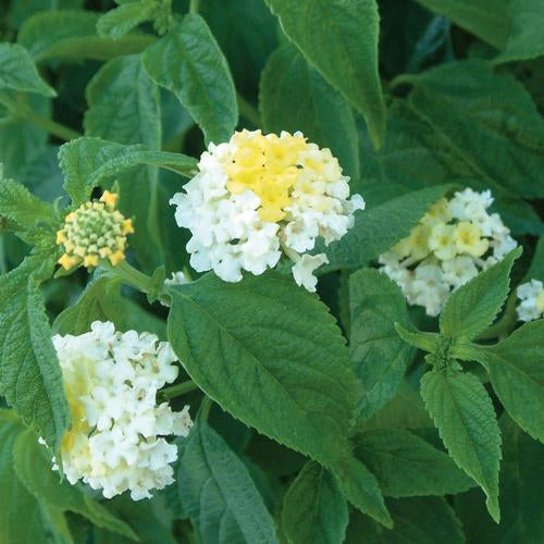 Bandana® White Lantana | Creekside Champions™ – Creekside Nursery, Inc