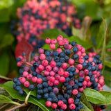 Brandywine viburnum shrub in a nursery pot