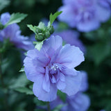 Blue Chiffon Rose of Sharon with pale blue flowers