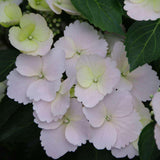 Fairytrail Bride cascade hydrangea with white blooms in a pot