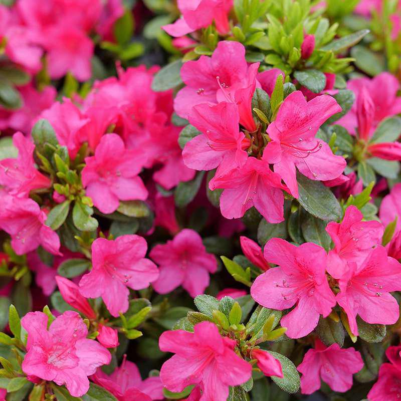 Fuchsia carpet azalea with pink blooms in a pot