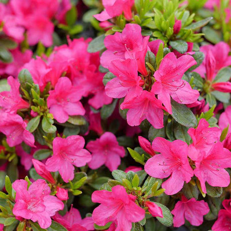 Fuchsia carpet azalea with pink blooms in a pot