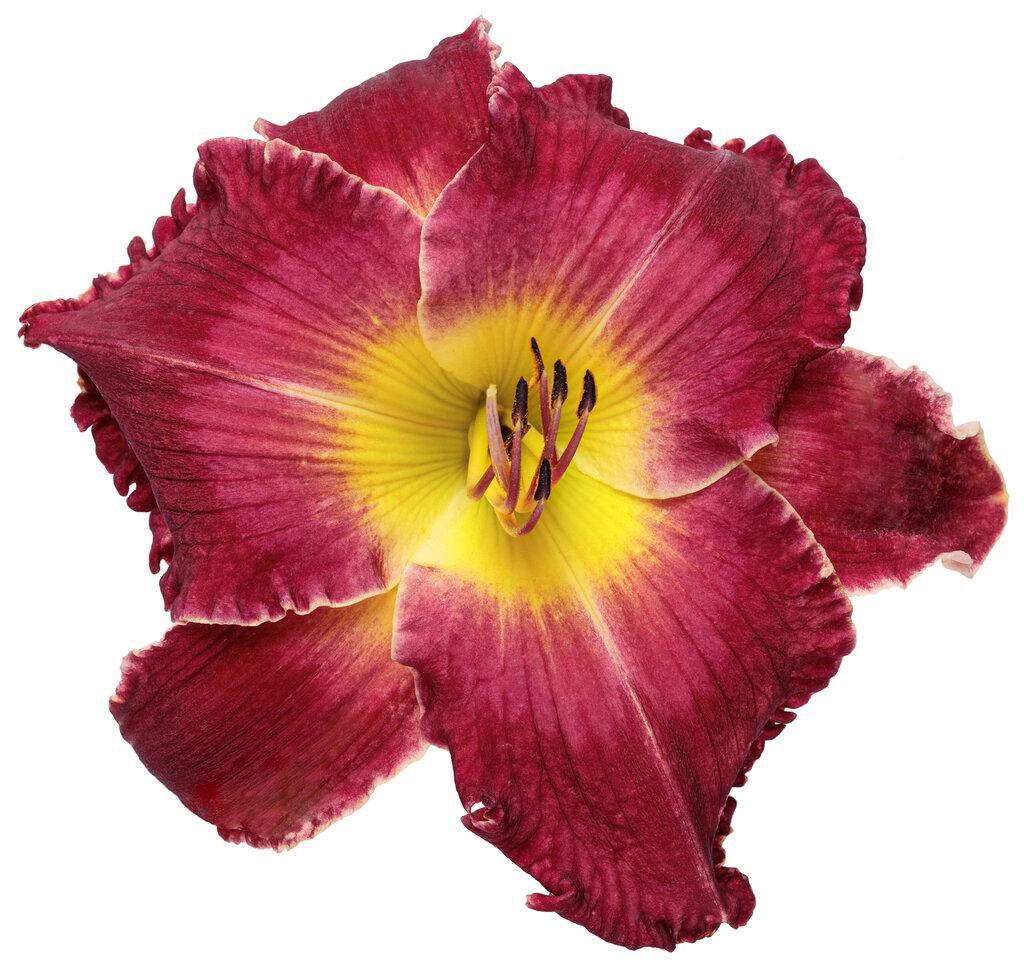 Hemerocallis Blood Sweat and Tears in a nursery pot