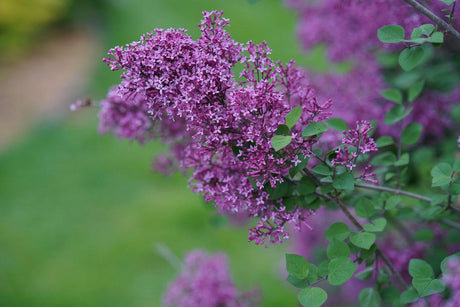 Blooming dark purple lilac in a nursery pot