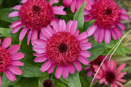 Echinacea 'Raspberry Beret' with pink blooms in a pot