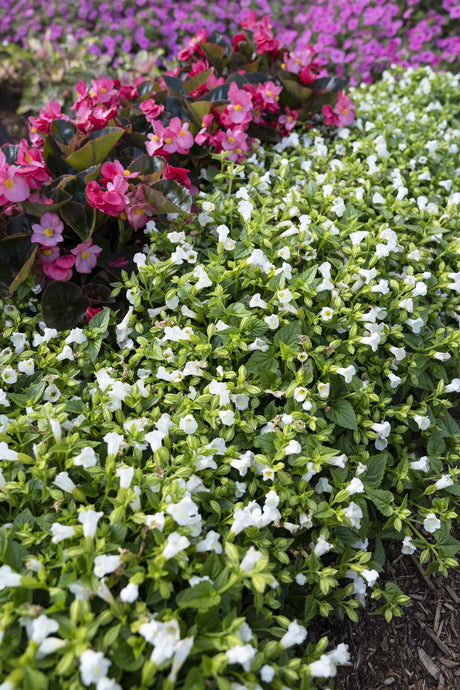 Catalina White Linen torenia in a pot with white flowers
