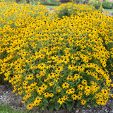 Rudbeckia Treasure Trove in a nursery pot
