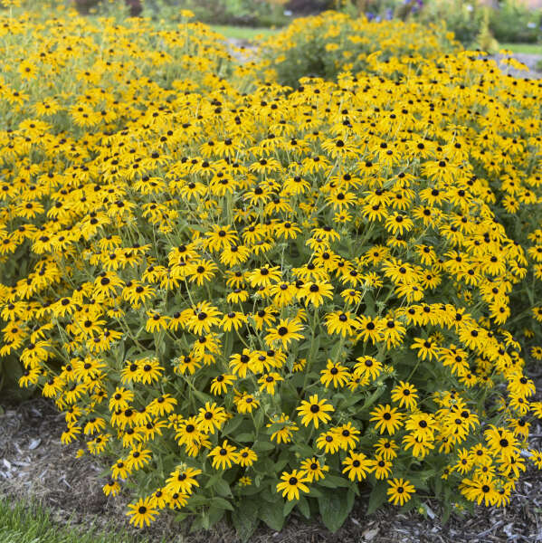 Rudbeckia Treasure Trove in a nursery pot