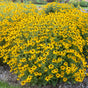 Rudbeckia Treasure Trove in a nursery pot