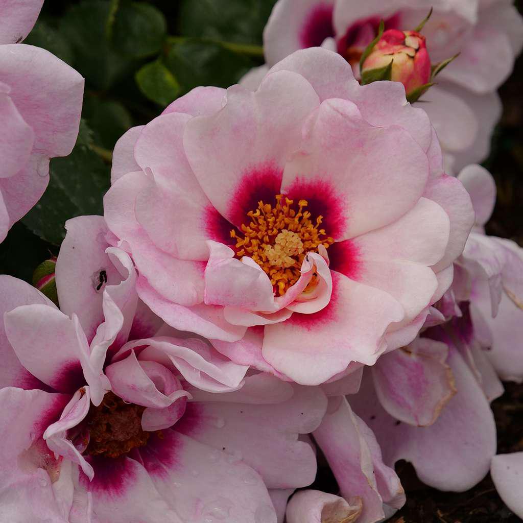 RINGO® Double Pink rose blooms in a nursery pot