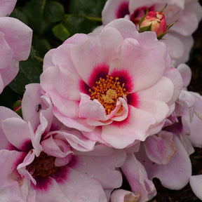 RINGO® Double Pink rose blooms in a nursery pot