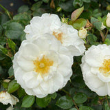 Oso Easy Ice Bay rose blooming in a container