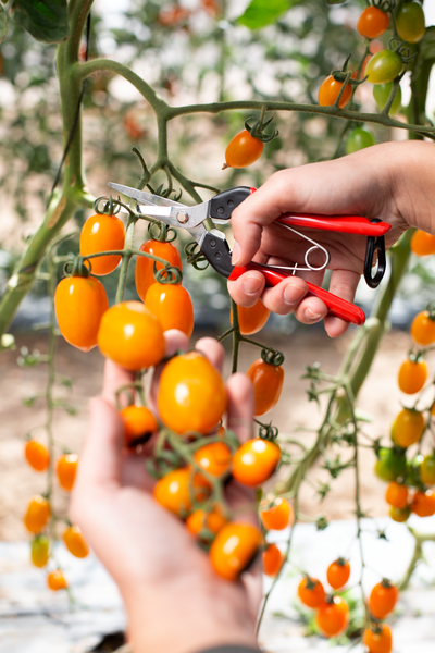 FELCO 322 harvesting shears with red handles