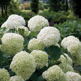 Incrediball smooth hydrangea with round white blooms