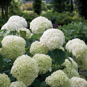 Incrediball smooth hydrangea with round white blooms