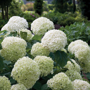 Incrediball smooth hydrangea with round white blooms