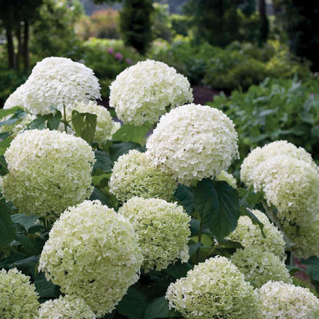 Incrediball smooth hydrangea with round white blooms