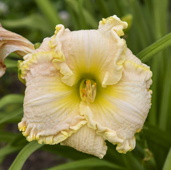 Hemerocallis 'Singular Sensation' – Creekside Nursery, Inc