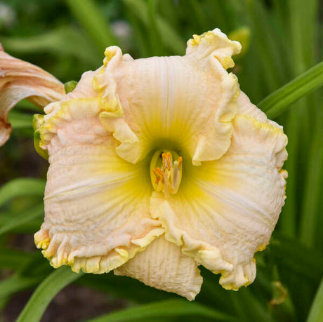Hemerocallis 'Singular Sensation' with yellow blooms in a pot