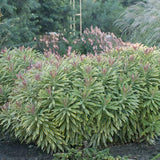Ascot Rainbow euphorbia in a nursery pot