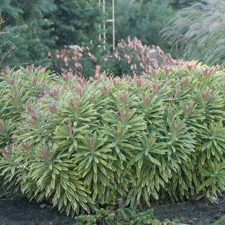 Ascot Rainbow euphorbia in a nursery pot