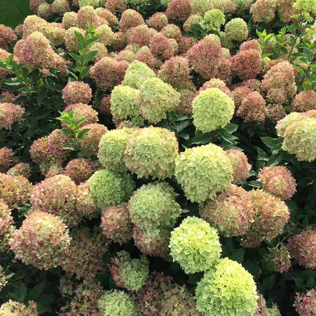 Little Lime hydrangea with green blooms in a pot
