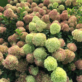 Little Lime hydrangea with green blooms in a pot