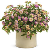 Luscious Pinkberry Blend lantana in a pot with pink blooms