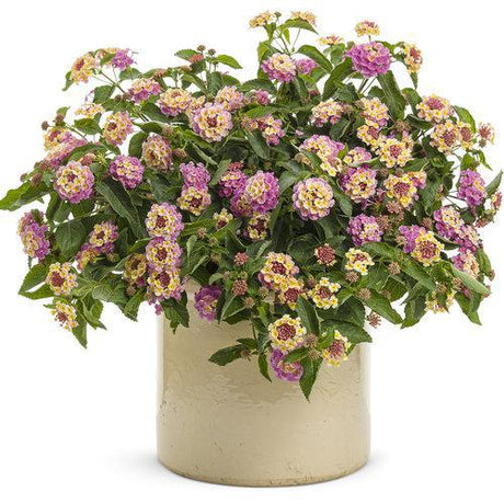 Luscious Pinkberry Blend lantana in a pot with pink blooms
