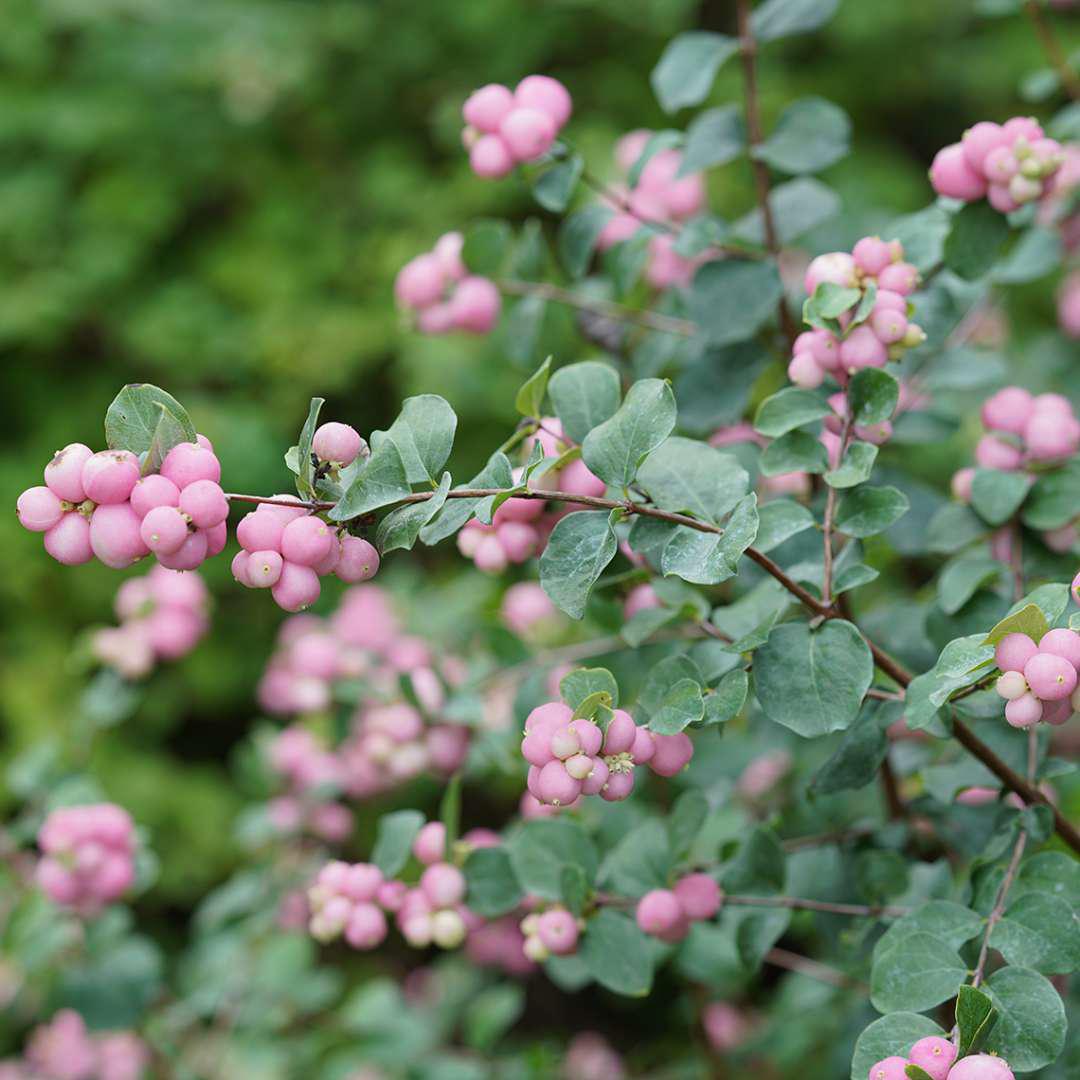 PROUD BERRY® Pink Coral Berry with pink berries and green foliage