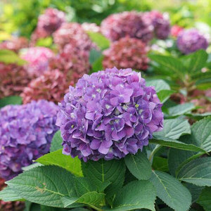 Let's Dance ¡Arriba! reblooming hydrangea in bloom in a pot