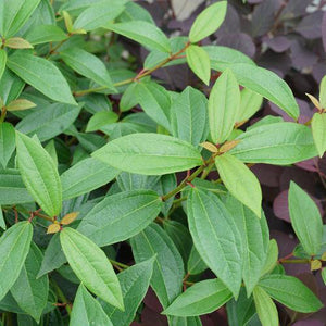 'Yang' Viburnum