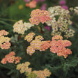 Achillea 'Firefly Peach Sky' with peach blooms in a pot
