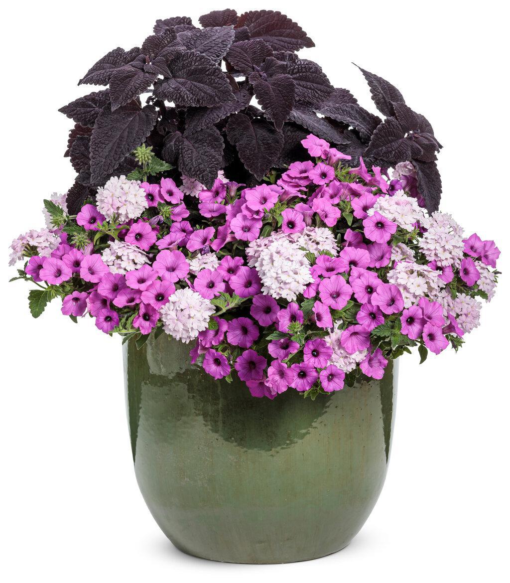 Coleus with dark foliage in a nursery pot