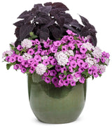 Coleus with dark foliage in a nursery pot